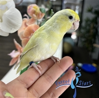 Parrotlet -  Dilute Turquoise - Female
