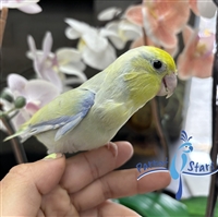 Parrotlet -  Dilute Turquoise - Male