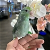 Parrotlet - Turquoise - Female