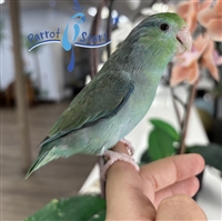 Parrotlet - Turquoise - Female