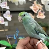 Parrotlet - Turquoise - Female