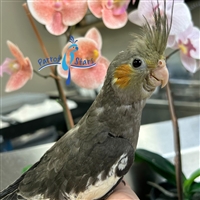 Cockatiel - Grey - Male