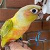 Green Cheek Conure - Dilute - Male