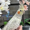 Cockatiel - Cinnamon Pearl - Female