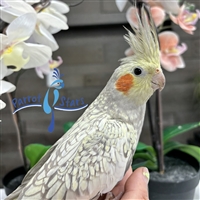 Cockatiel - Cinnamon Pearl - Female