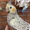 Cockatiel - Grey Pearl - Female