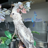 Cockatiel - White Face Grey Pearl - Male