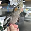Cockatiel - Grey - Male