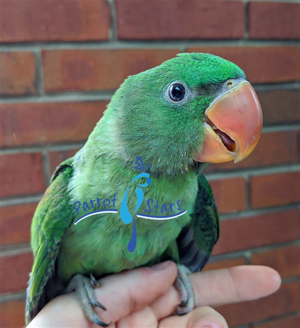 Alexandrine Ringneck Parakeet - Female