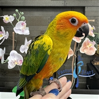 Sun Conure - Female