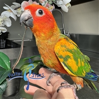 Red Factor Sun Conure - Male