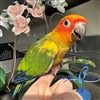 Sun Conure - Male