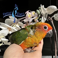 Sun Conure - Female