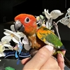 Red Factor Sun Conure - Male