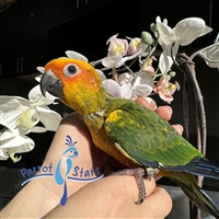 Sun Conure - Female