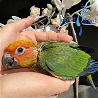 Sun Conure - Male