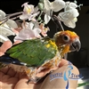 Sun Conure - Male