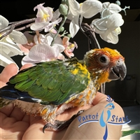 Sun Conure - Male