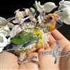 Sun Conure - Male