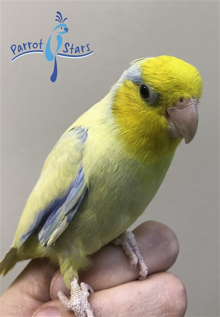 Parrotlet - Yellow - Male