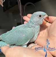 Indian Ringneck - Blue Turquoise - Female