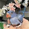 Indian Ringneck - Violet Cobalt - Female