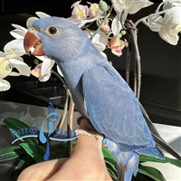 Indian Ringneck - Violet Cobalt - Male