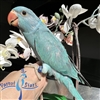 Indian Ringneck - Blue Turquoise - Female