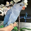 Indian Ringneck - Violet Cobalt - Female