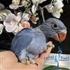 Indian Ringneck - Violet Cobalt - Female