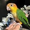 White Bellied Caique - Male