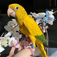 Golden Conure - Queen of Bavaria - Female