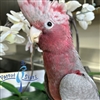 Rose Breasted Cockatoo - Female