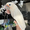 Goffin's Cockatoo - Male