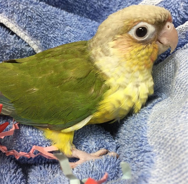 Green Cheek Conure - Pineapple