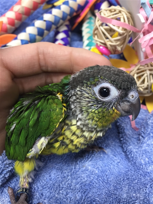 Green Cheek Conure - Yellow Side