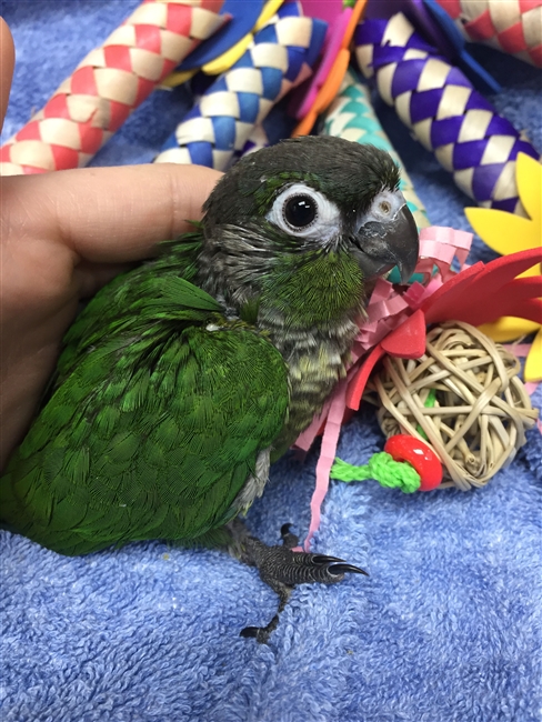 Green Cheek Conure - Normal