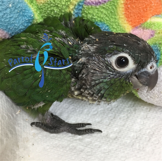 Green Cheek Conure - Normal