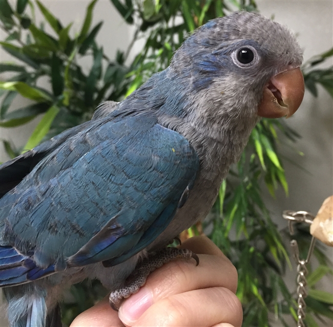 Quaker Parrot - Blue