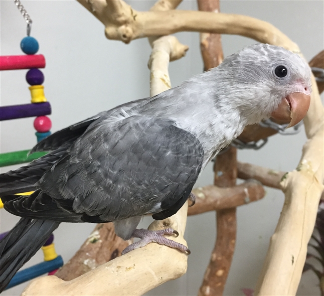 Quaker Parrot - Grey Opaline