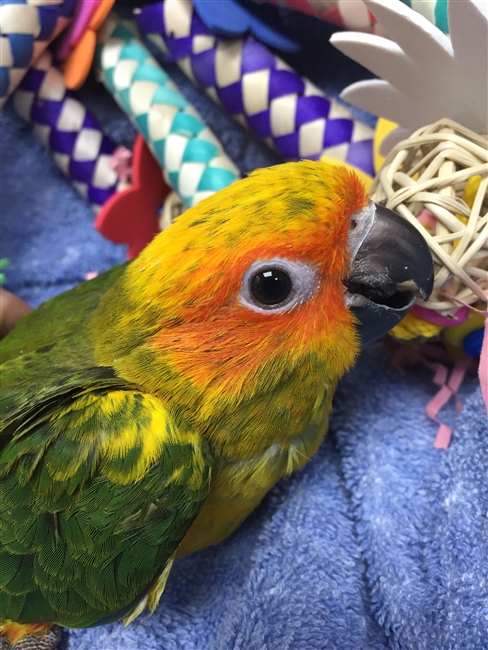 Sun Conure