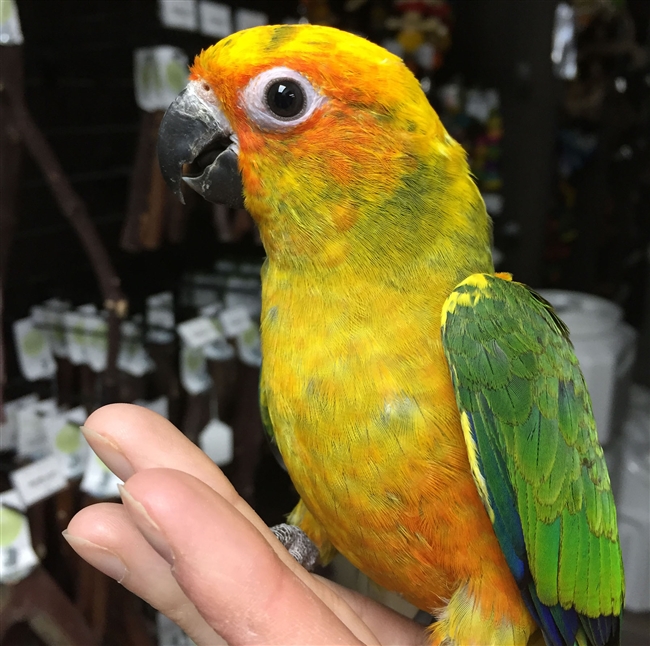 Sun Conure