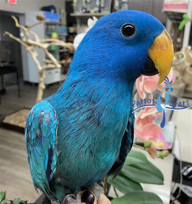 Blue Solomon Island Eclectus ( Male )