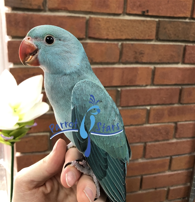 Indian Ringneck Parakeet - Blue - Female