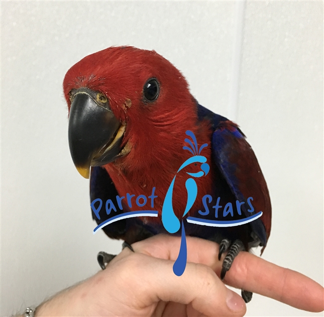 Red Sided Eclectus - Female