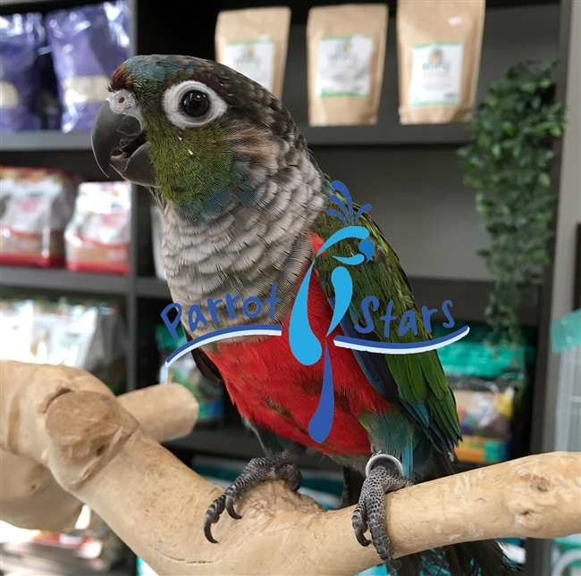 Crimson Belly Conure