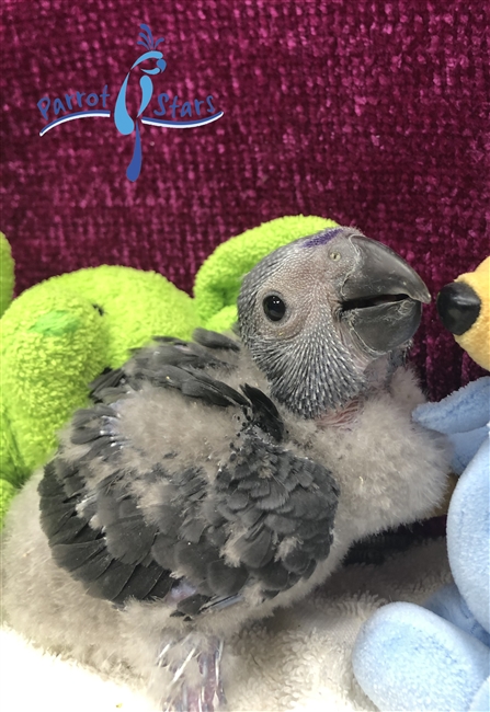 Timneh African Grey