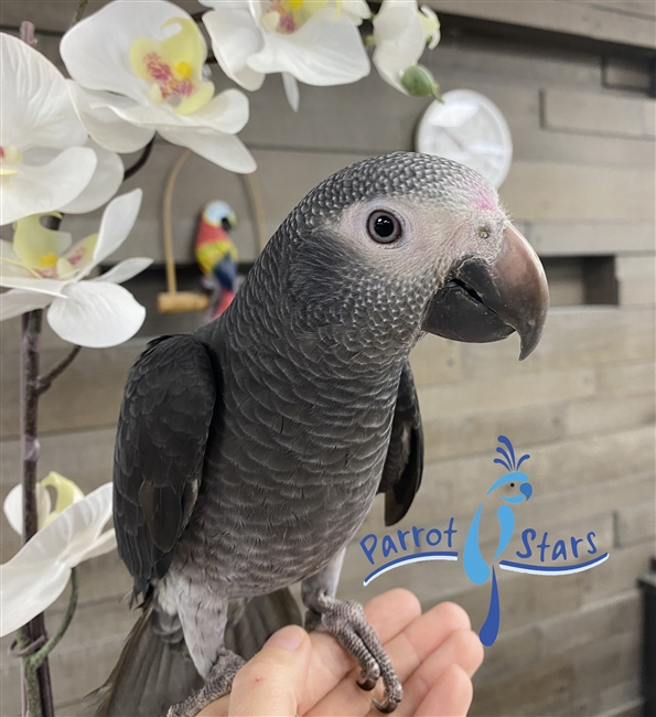 Timneh African Grey - Male