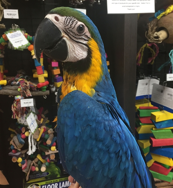 Blue and Gold Macaw - Female