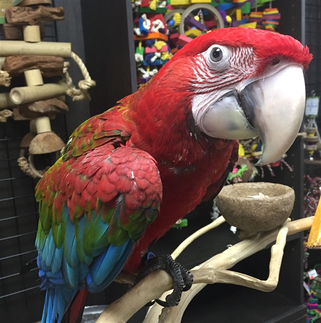 Green Wing Macaw